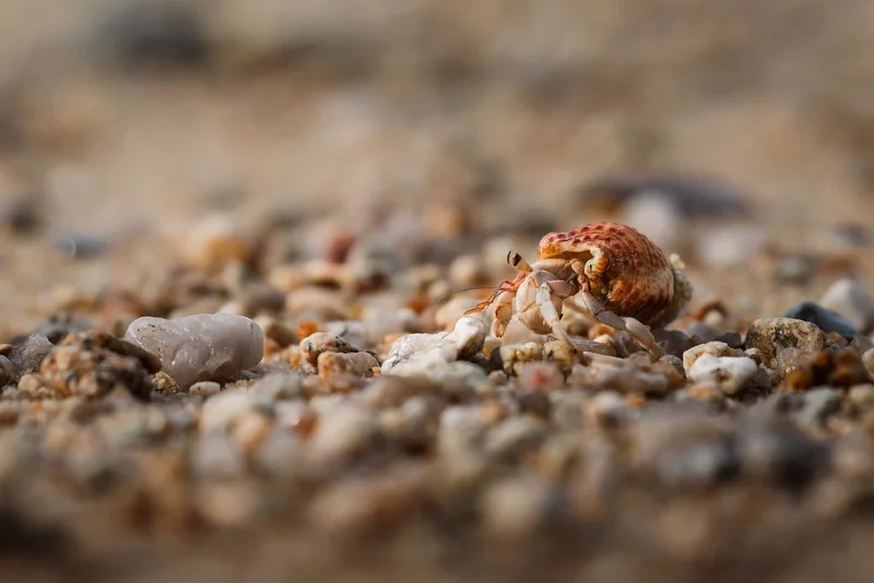Perte d'habitat marin et effondrement des écosystèmes côtiers
